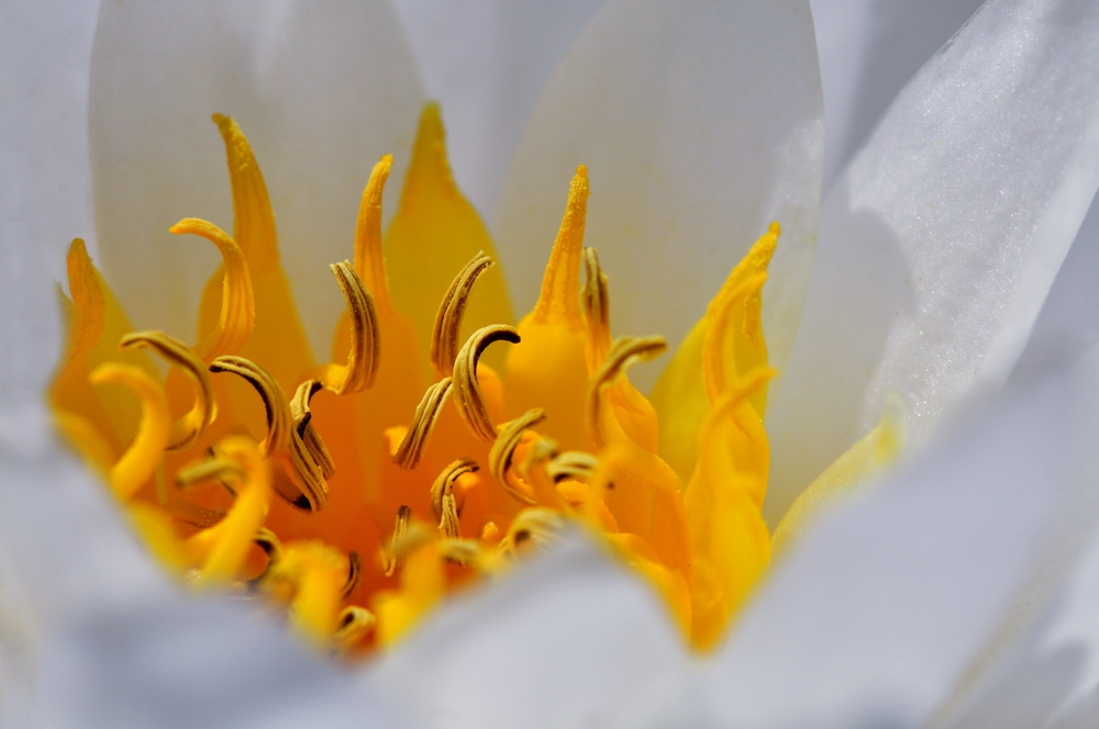 Mueller Franz Lotusblüte